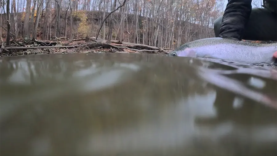 A chrome steelhead being released just below the surface of a Lake Erie tributary